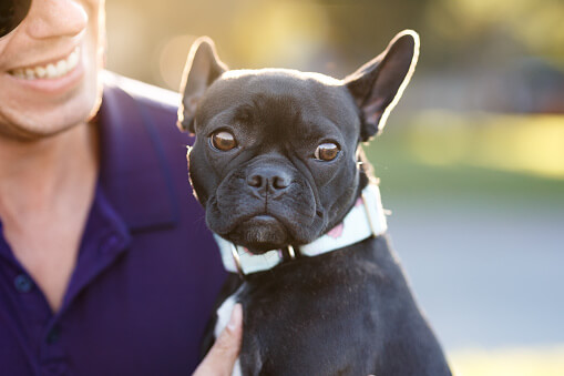 A man is holding a black french bulldog.